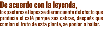 De acuerdo con la leyenda,
los pastores etíopes se dieron cuenta del efecto que producía el café porque sus cabras, después que comían el fruto de esta planta, se ponían a bailar.